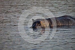 Hippopotamus, Hippopotamus amphibius, in Chobe National Park, Botswana