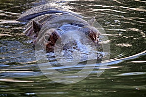 Hippopotamus (Hippopotamus amphibius) enjoying in cool water : (pix Sanjiv Shukla)