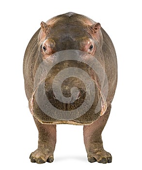 Hippopotamus, Hippopotamus amphibius, facing the camera photo