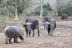 Hippopotamus [hippopotamus amphibius] facing off before fighting three cape buffalo bulls in Africa