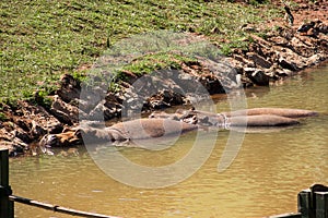 Hippopotamus Hippopotamus amphibius family enjoying the water, refreshed by the summer heat