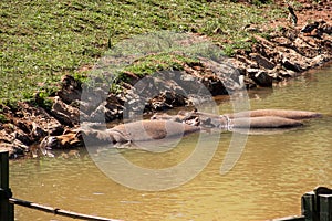 Hippopotamus Hippopotamus amphibius family enjoying the water, refreshed by the summer heat photo
