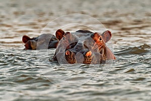 Hippopotamus - Hippopotamus amphibius or hippo is large, mostly herbivorous, semiaquatic mammal native to sub-Saharan Africa. Head