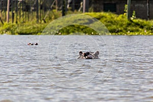 Hippopotamus & x28;Hippopotamus amphibius& x29; on Naivasha lake, Ken