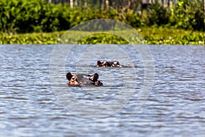 Hippopotamus & x28;Hippopotamus amphibius& x29; on Naivasha lake, Ken