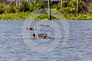 Hippopotamus & x28;Hippopotamus amphibius& x29; on Naivasha lake, Ken