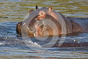 Hippopotamus, Hippopotamus amphibius,Okavango, Botswana