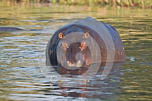 Hippopotamus, Hippopotamus amphibius,Okavango, Botswana