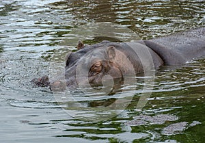 Hippopotamus, Hippopotamus amphibius, in water