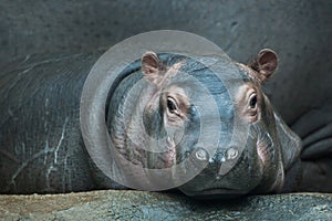 Hippopotamus (Hippopotamus amphibius). photo