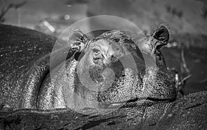 The hippopotamus, at Chobe River in Botswana photo