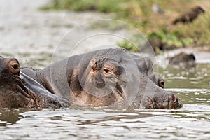Hippopotamus, hippopotamuses, hippopotami, Hippopotamus amphibius, hippo, common hippopotamus, river hippopotamus photo