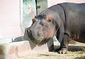 Hippopotamus hoofed mammal large animal pig Africa