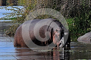 Hippopotamus inhabits a river against a background of water and riverbank shrubbery