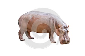 Hippopotamus isolated