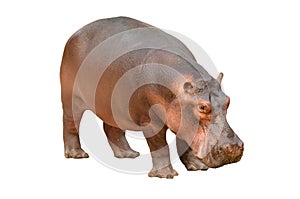 Hippopotamus isolated