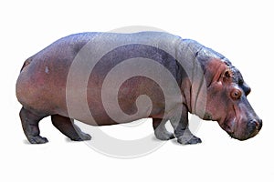 Hippopotamus isolated