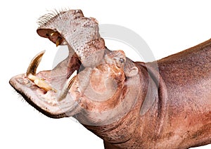 Hippopotamus isolated on white