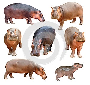 Hippopotamus isolated