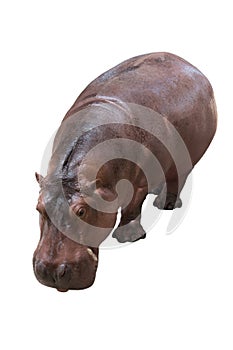 Hippopotamus