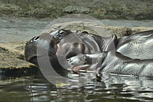Hippopotamus and its baby in Singapore Zoo