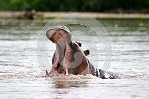Hippopotamus Jaws