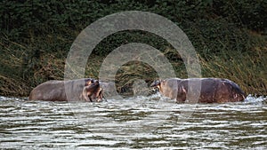 Hippopotamus in Kruger National park, South Africa