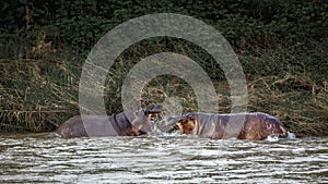 Hippopotamus in Kruger National park, South Africa