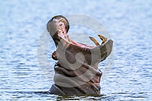 Hippopotamus in Kruger National park, South Africa