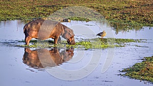 Hippopotamus in Kruger National park, South Africa