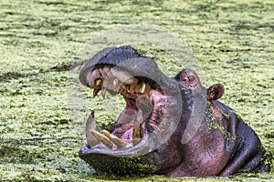 Hippopotamus in Kruger National park, South Africa photo