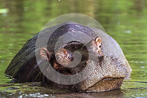 Hippopotamus in Kruger National park, South Africa photo