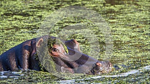 Hippopotamus in Kruger National park photo
