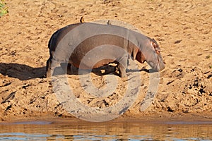 Hippopotamus on land - Kruger National Park