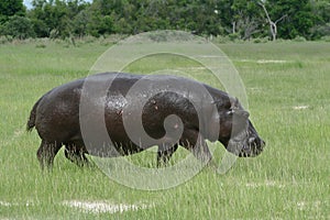 Hippopotamus on land, Okavango, Botswana