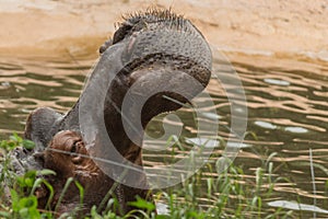 Hippopotamus in Le Cornell animal park