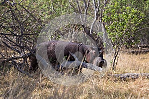 Hippopotamus lurking on land