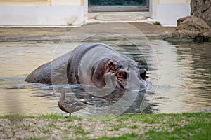 Hippopotamus lurking in water next to bird