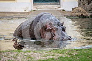 Hippopotamus lurking in water next to bird