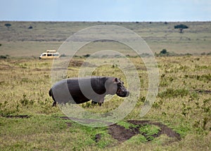 Hippopotamus on the Masai Mara