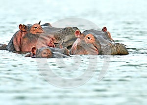 Hippopotamus Masai Mara