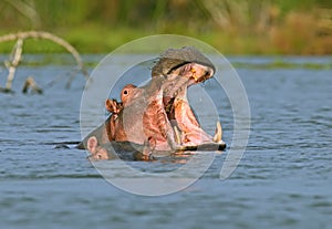 Hippopotamus Masai Mara