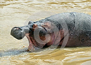 Hippopotamus Masai Mara