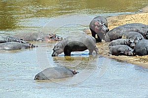 Hippopotamus Masai Mara