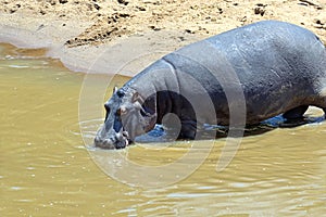 Hippopotamus Masai Mara