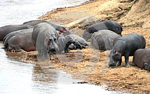 Hippopotamus of Masai Mara reserve in Kenya
