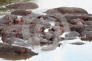 Hippopotamus Masai Mara Reserve Kenya Africa