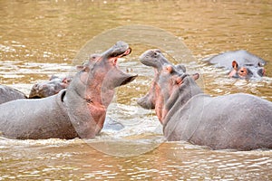 Hippopotamus in Masai river at Masai Mara National park in Kenya, Africa. Wildlife animals