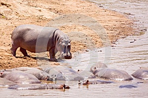 Hippopotamus in Masai river at Masai Mara National park in Kenya, Africa. Wildlife animals