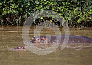 Hippopotamus mother with her baby in the water at the ISimangaliso Wetland Park photo